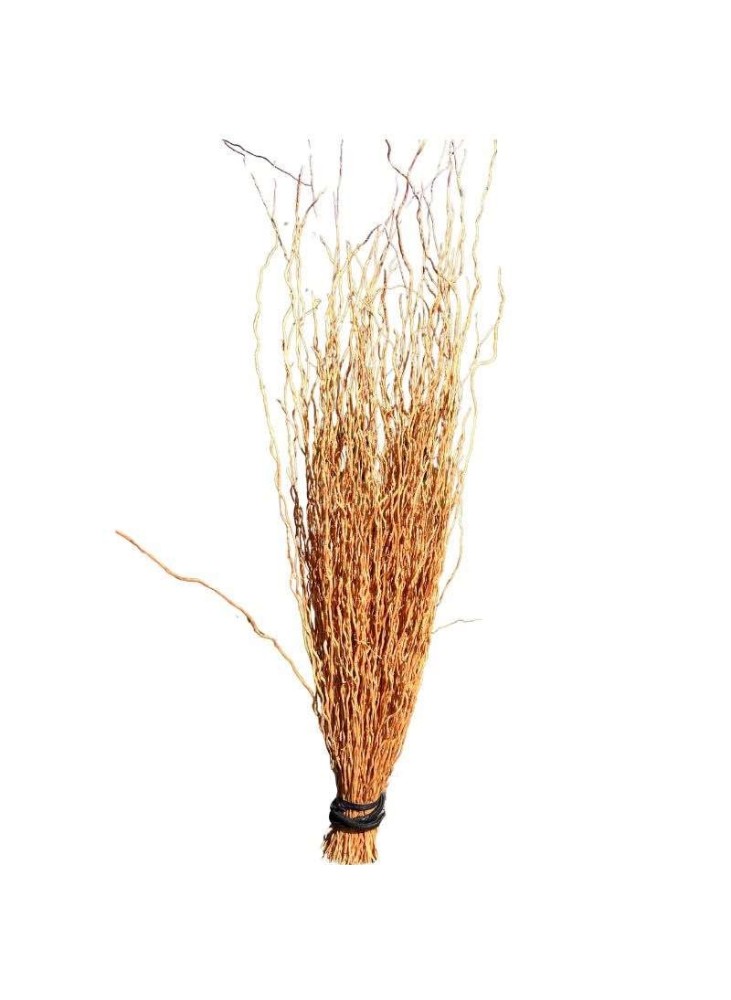 Bouquet de racine de vétiver naturel. Écume d'Arcachon