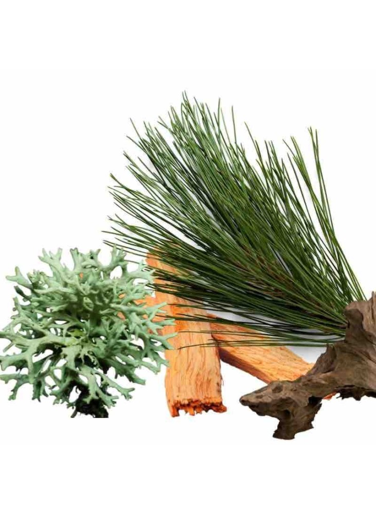 Ambiance olfactive du parfum pour la maison Territoire landes.