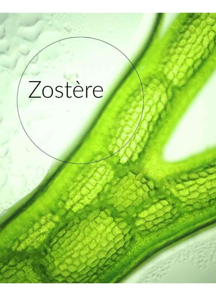 zostere-ingredient-naturel