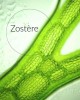 zostere-ingredient-naturel
